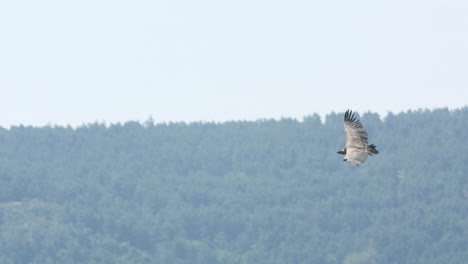 Griffon-vulture-flying-with-forest-in-background-France-gorges-du-Tarn
